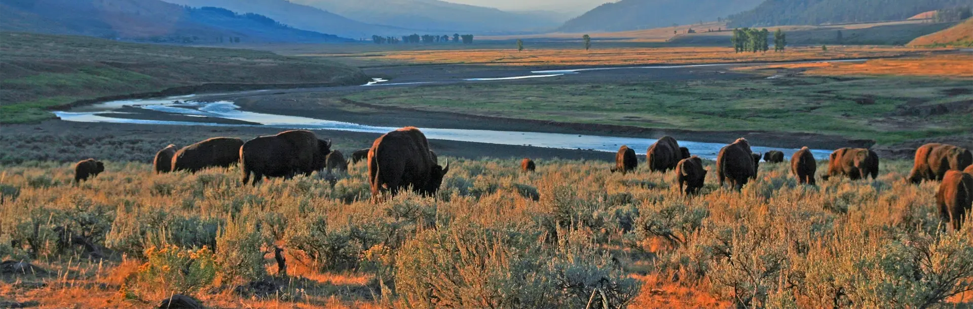 Bison grazing